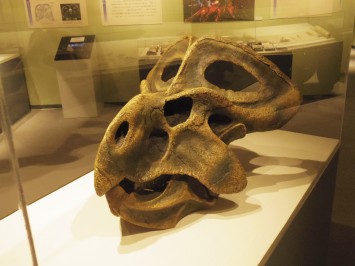 プロトケラトプスの化石