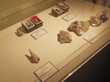 ビカリアの化石