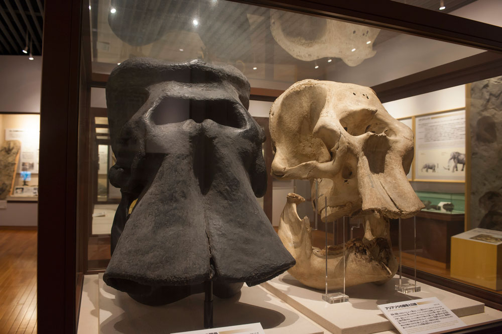 ナウマンゾウとアジアゾウのアゴの骨の化石。「ナウマンゾウ」の命名者は京大の槇山次郎博士だ