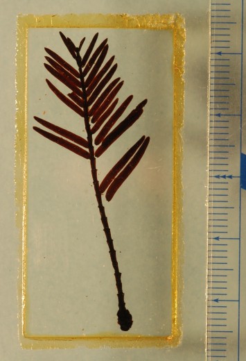 メタセコイアの葉がついた枝の化石