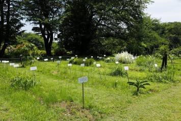 植物の分類体系を、約500種の生きた植物で理解できるように植栽した、植物分類標本園