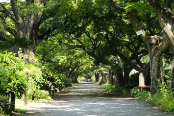 小石川植物園2