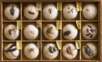 武蔵 石寿がコレクションした昆虫標本