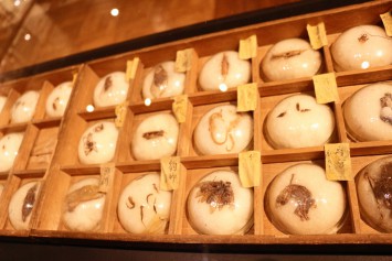 武蔵 石寿コレクション。中央にはタツノオトシゴの標本も