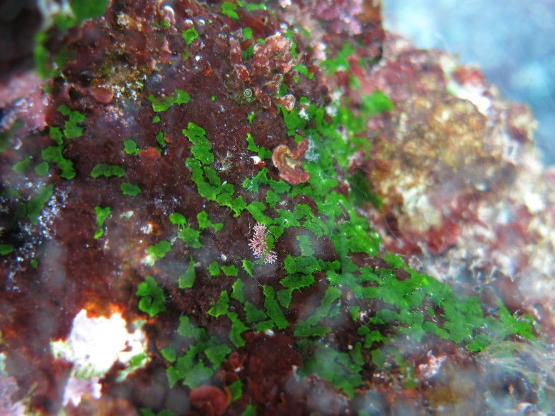 藍藻共生の群体性ホヤ。広瀬さんが新種記載した種（上記の6種とはまた別）。久米島にて。「群体性ホヤは動物だとすら思ってもらえないときがあるんですよ」。そう語る広瀬さんの言葉が腑に落ちる