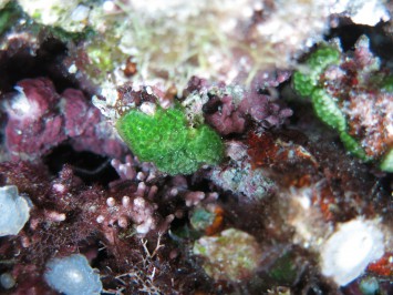 こちらも藍藻共生の群体性ホヤの一種。一つ上の写真の種と同様に緑色をしているが、これは共生藍藻（光合成色素）の色