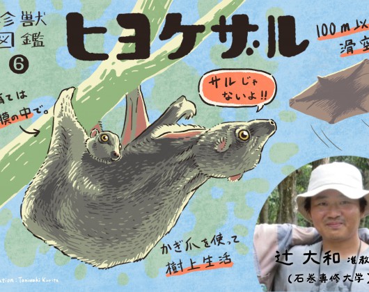 ヒヨケザル1102