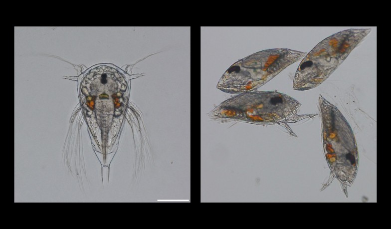 孵化したころは甲殻類に典型的なノープリウス幼生（左）。しかしやがてキプリス幼生（右）に変態し、寄生し始める