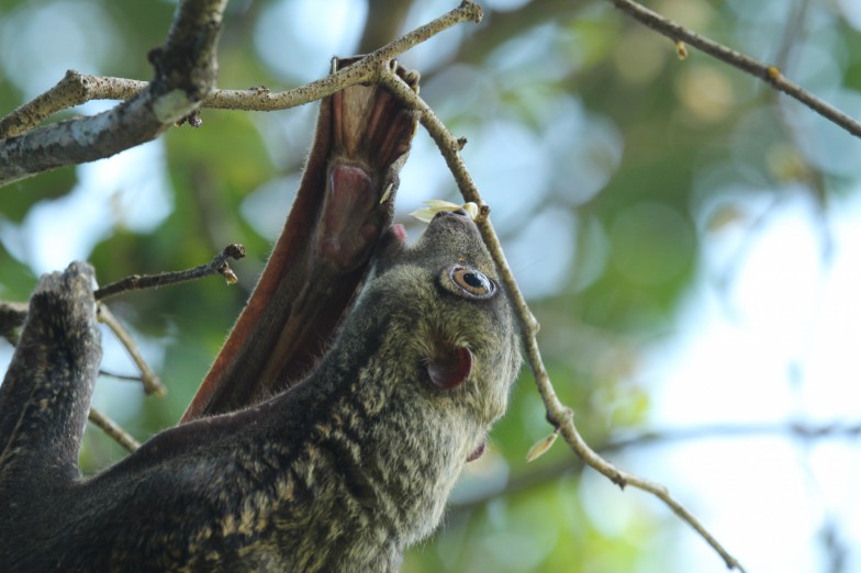 マメ科の植物の若葉を食べるマレーヒヨケザル