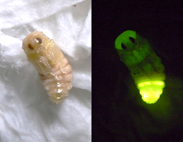 ヘイケボタルの蛹。尻の先が光るだけでなく、全身からぼんやりと光を放っている