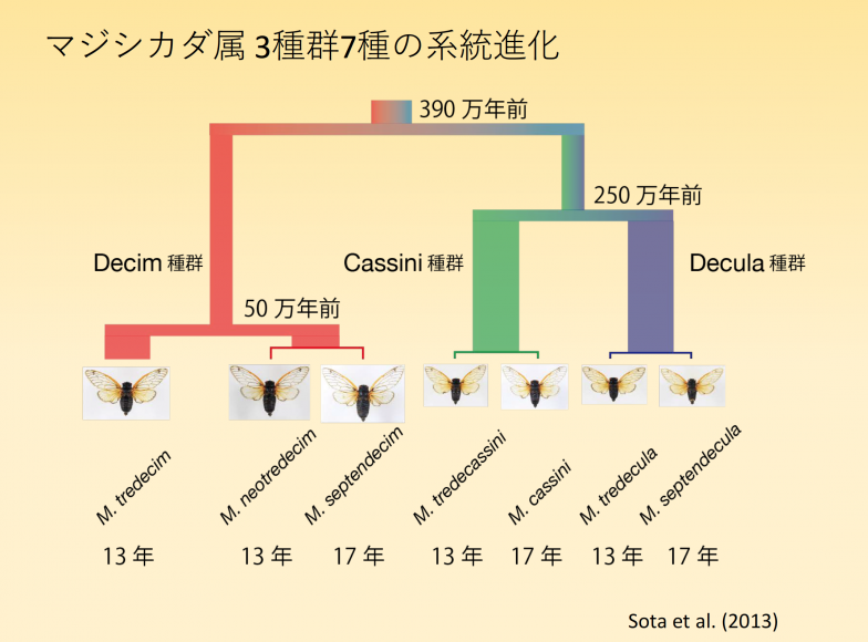 曽田先生らのグループがゲノム解析で明らかにした周期ゼミの3系統。同系統の13年ゼミと17年ゼミは遺伝的に非常に近く、外見では見分けがつかない