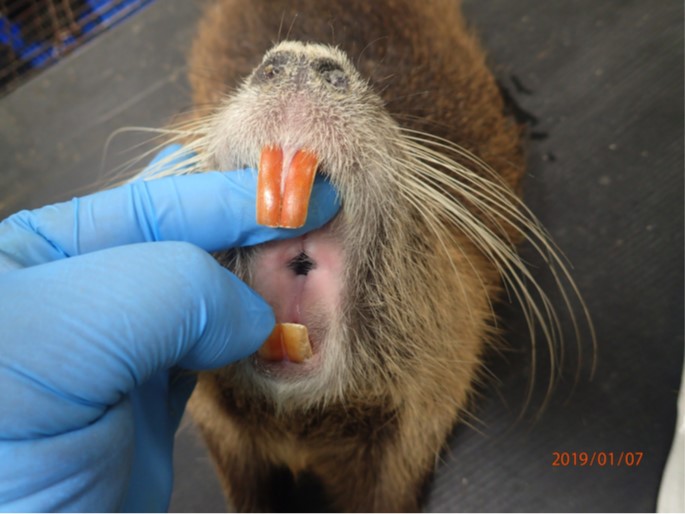 ヌートリアの口腔内は、何と2枚の唇があり、内側の唇は上下ではなく、左右から合わさる仕組みになっている（これは、おそらく初めて公開される写真とのこと）。 ⓒ岡山理科大学理学部動物学科動物系統分類学・自然史研究室