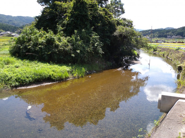 オオサンショウウオの生息地は、西日本（愛知県以西）を流れる河川の中流から上流域だ。東日本に分布していない理由については、まったくわかっていないという。
