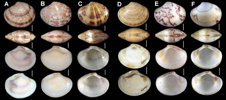 Twitterを始めるきっかけになったという貝、ベニワスレ。左上のAはベニワスレのホロタイプ（Holotype, 新種を記載する論文の中で基準として指定される世界でただ一つの標本）だ。