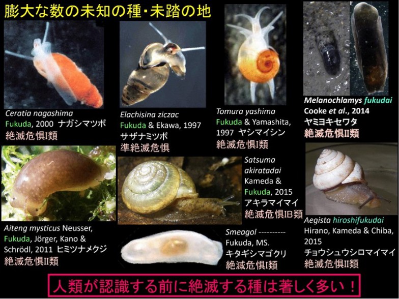 移動能力の低い貝類は、島嶼などの隔絶された環境では外部の個体と交配ができなくなるため、特異な種分化をする傾向にある。（福田先生作製の講演資料より転載）