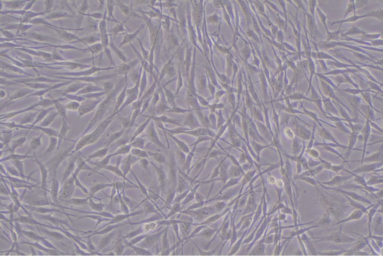 脂肪幹細胞の顕微鏡写真　写真提供：CPC株式会社