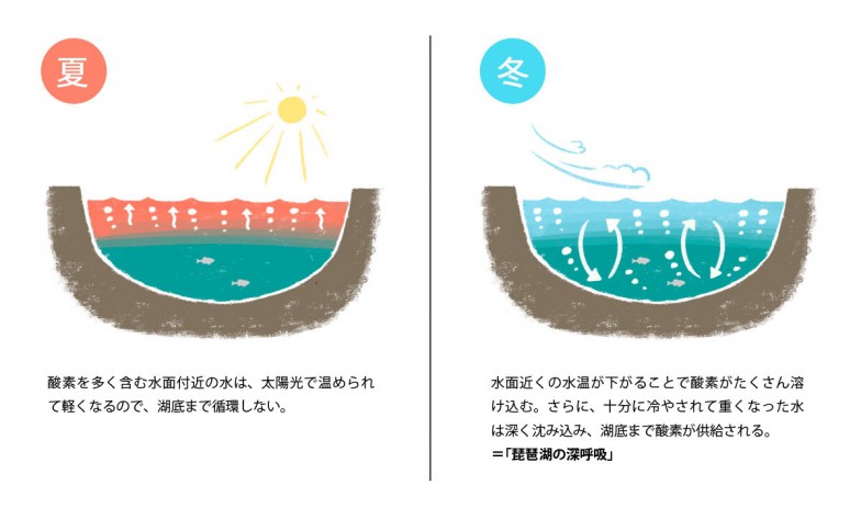 琵琶湖の深呼吸が起こる仕組み