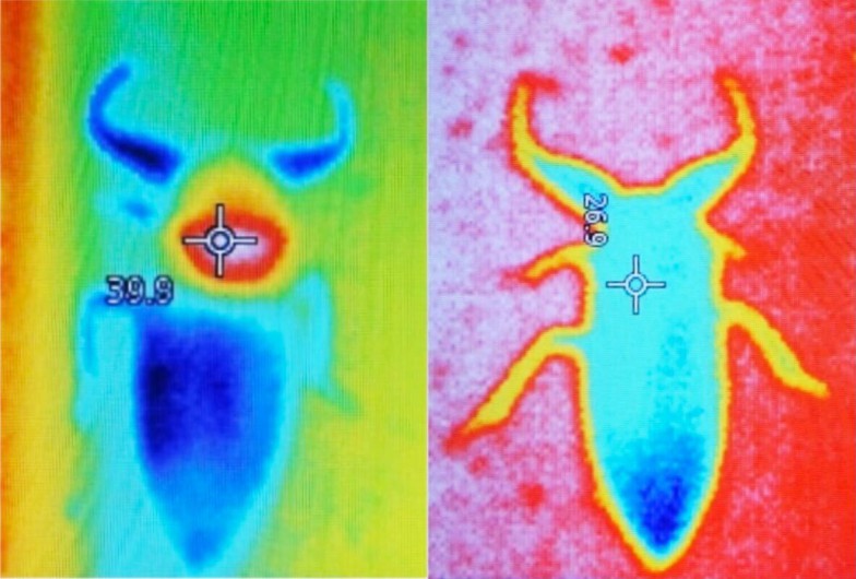（左）飛行するために、胸部に熱をためているタガメ。（右）飛行意思のないタガメ。