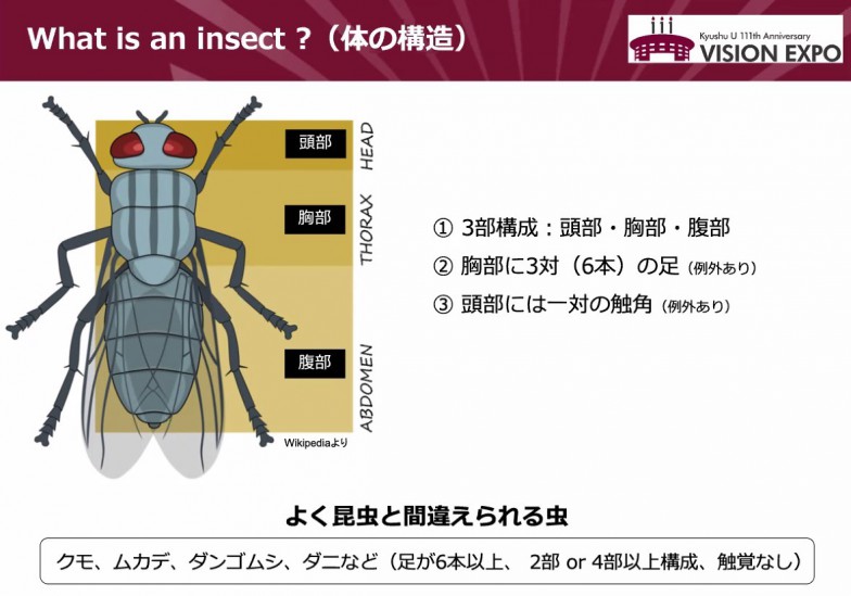 調べてみると、辞書にも「昆虫：昆虫類に属する節足動物の総称。体は頭・胸・腹の三部からなる」とありました（シンポジウム スライドより）