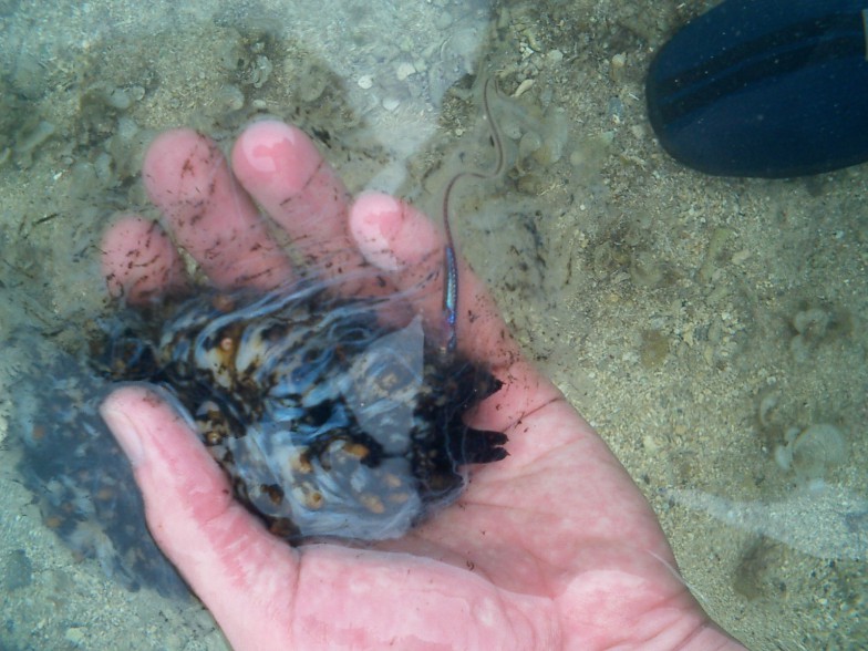 融けたシカクナマコの中から出てきたカクレウオ。普通の魚ならすぐに死んでしまうような毒が漂っているはずだが、平気な様子でまだお尻に隠れようとしている