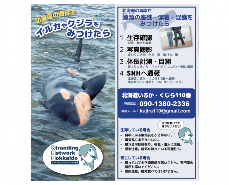「北海道イルカ・クジラ110番」パンフレット。