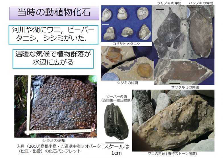 日本海ができる前に川や湖だった地層から発掘された様々な化石