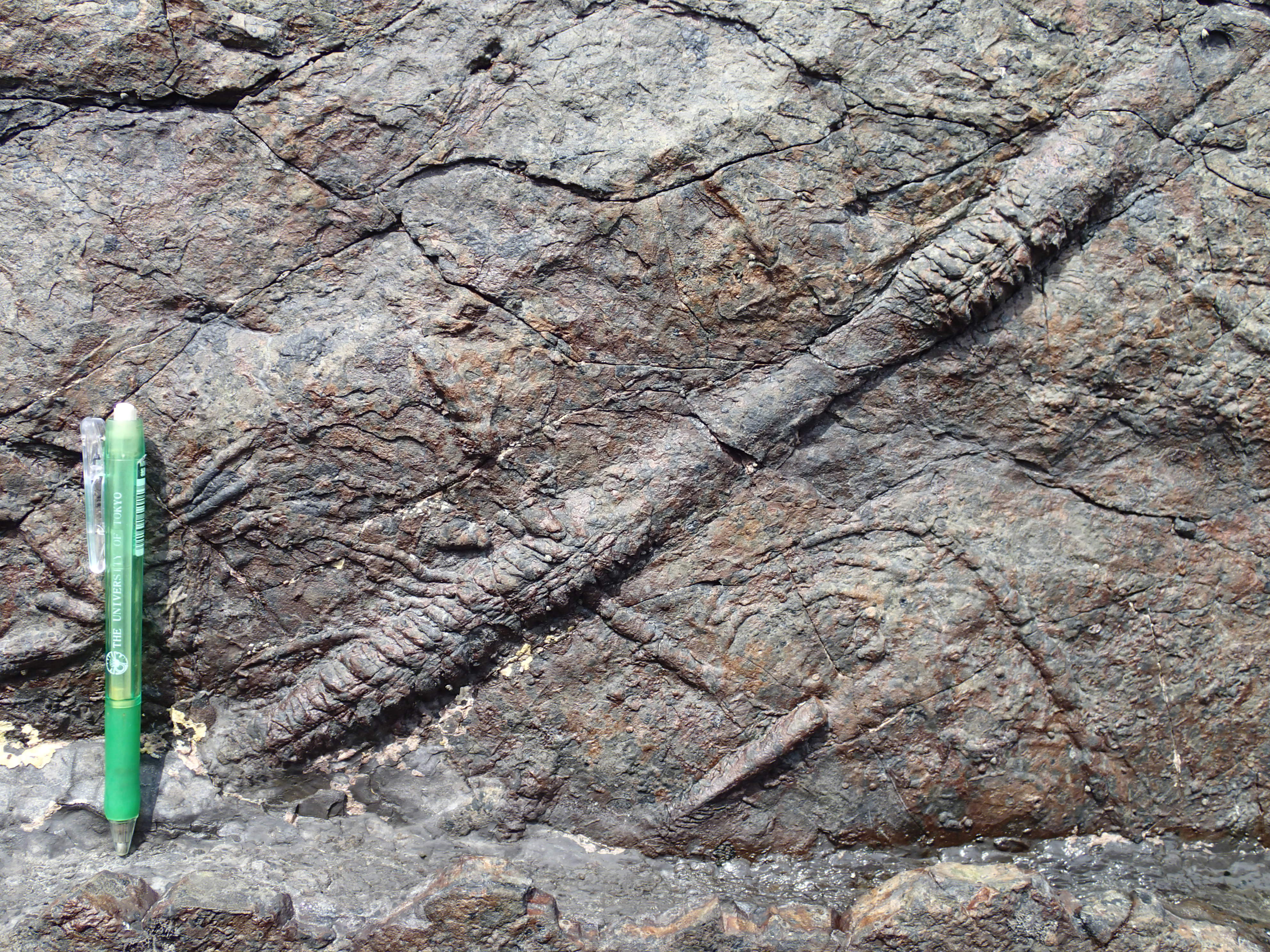 海底に生息していた二枚貝類の這い跡の生痕化石。より正確には、身をほとんど堆積物中に埋めた状態で海底を這い回っていたようだ。ただし生痕化石からより多くの生物学的情報を抽出するためには、似たような痕跡を残す現生の生物の研究などから推測するしかない。(写真提供：千葉大学・泉賢太郎)
