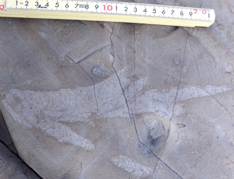 ベントスのウンチ化石の一例。この生痕化石は、深海に生息していたユムシの仲間（おそらくボネリムシ類）によって形成されたものと考えられている。海底堆積物中に掘り込まれた巣穴の中に、堆積物でできたつぶつぶ状のウンチがギッシリと詰まっている。なお、生痕化石を作ったであろうボネリムシ類の本体の方は化石には残らない。(写真提供：千葉大学・泉賢太郎)
