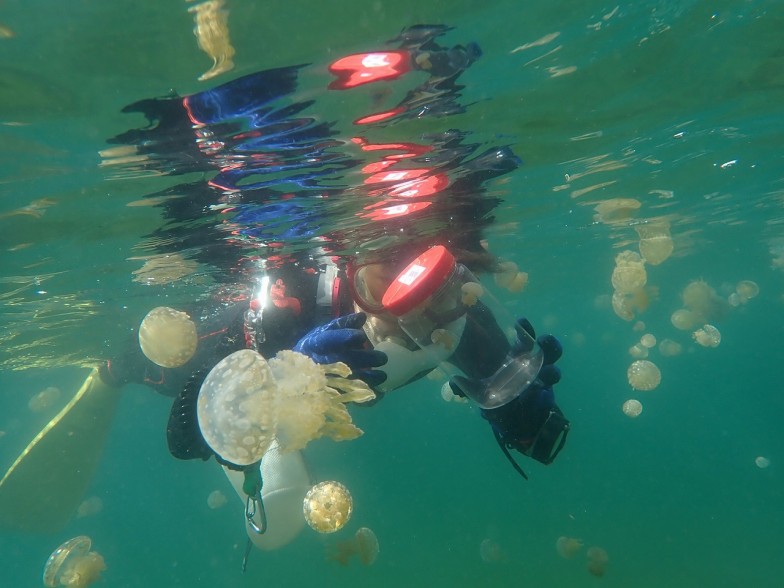 鹿児島県錦江湾で大量発生したタコクラゲを採集。クラゲから共生・寄生生物を探し出したそう