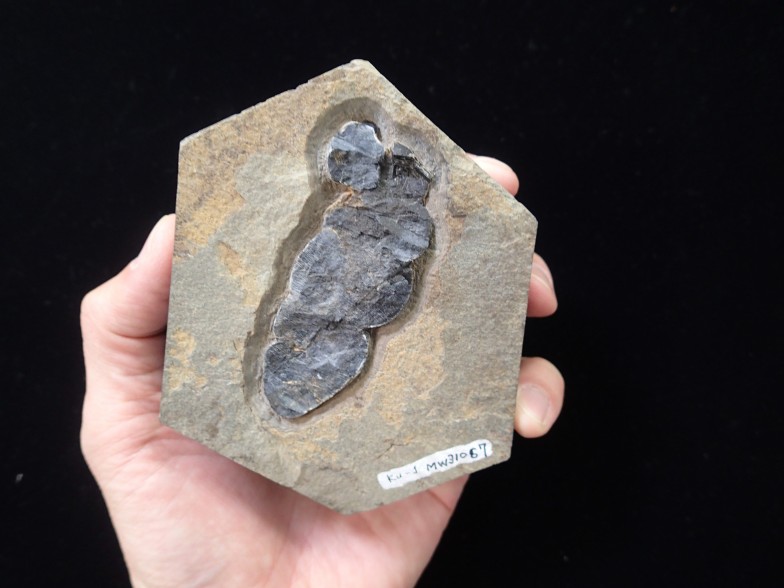 日本国内の約2億4700万年前の地層から発見された海棲の脊椎動物のものと思われるウンチ化石。Nakajima & Izumi (2014)で発表した標本の一つ。この標本は現在、東京大学総合研究博物館に収蔵されている。(写真提供：千葉大学・泉賢太郎)
