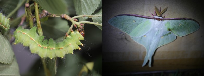 オオミズアオの幼虫と成虫。とても美しい大型の蛾であり、幼虫の糞のサイズも大きい。（写真提供：丸岡毅）
