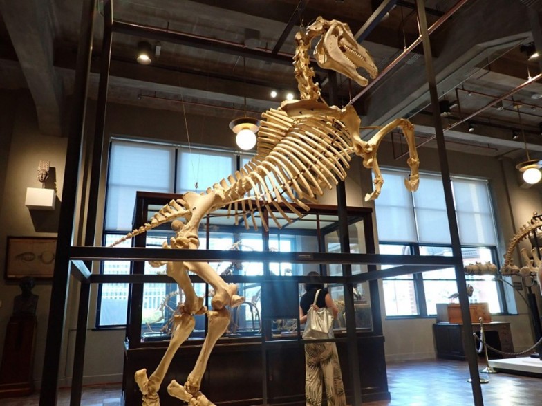 シャイヤーという品種の馬の骨格。前足を上げていななく姿は、古典馬術でクールベット（Courbette）と呼ばれる動作を参考にした。この品種が軍馬として使われた背景と初代館長の要望でこの姿勢に決めたんだとか。