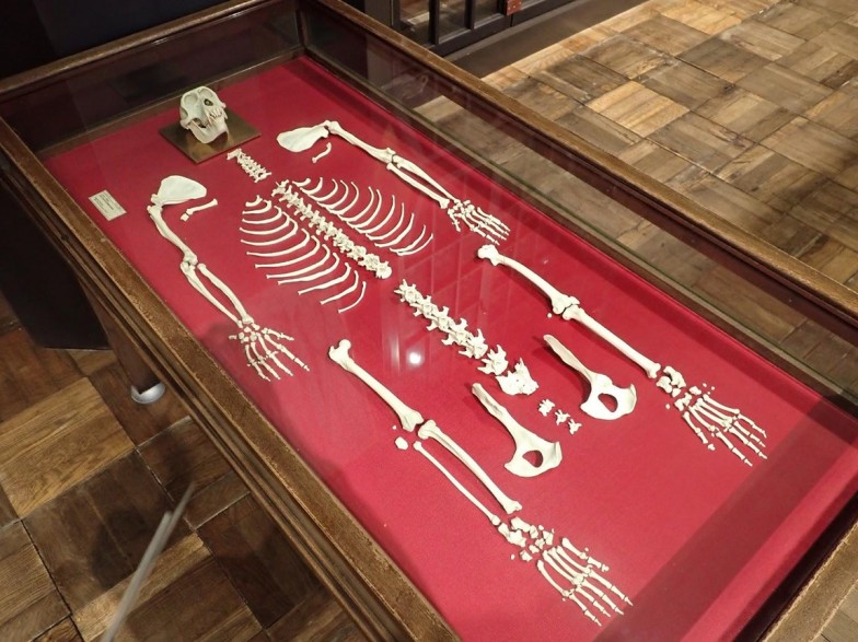 ニホンザルの骨格。バラバラになった骨は平面的に収納できてあまり場所をとらないため、多くの収蔵品は組み立てられていない状態で保管される。ただ、このままだと生前の姿を想像することが難しい。