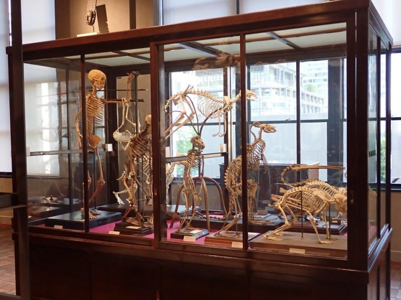 動物を内側から支える骨格の構造を見ることができるのが、交連骨格標本の面白いところなのだ。