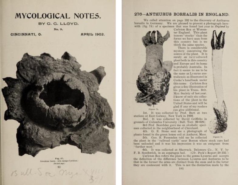 左：ロイド『真菌学ノート』1902年4月号表紙　右：『真菌学ノート』1904年6月号より　イングランドから送られてきたキノコの写真