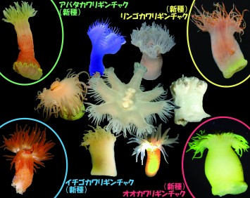 日本のカワリギンチャク類大全。角の4種が新種に（写真提供（一部）：大森紹仁氏、新井未来仁氏、藤井琢磨氏）