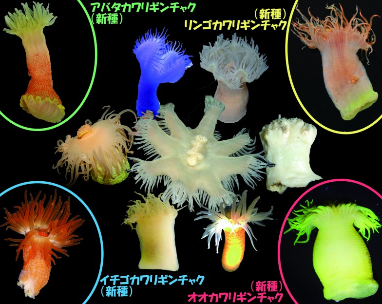 日本のカワリギンチャク類大全。角の4種が新種に（写真提供（一部）：大森紹仁氏、新井未来仁氏、藤井琢磨氏）