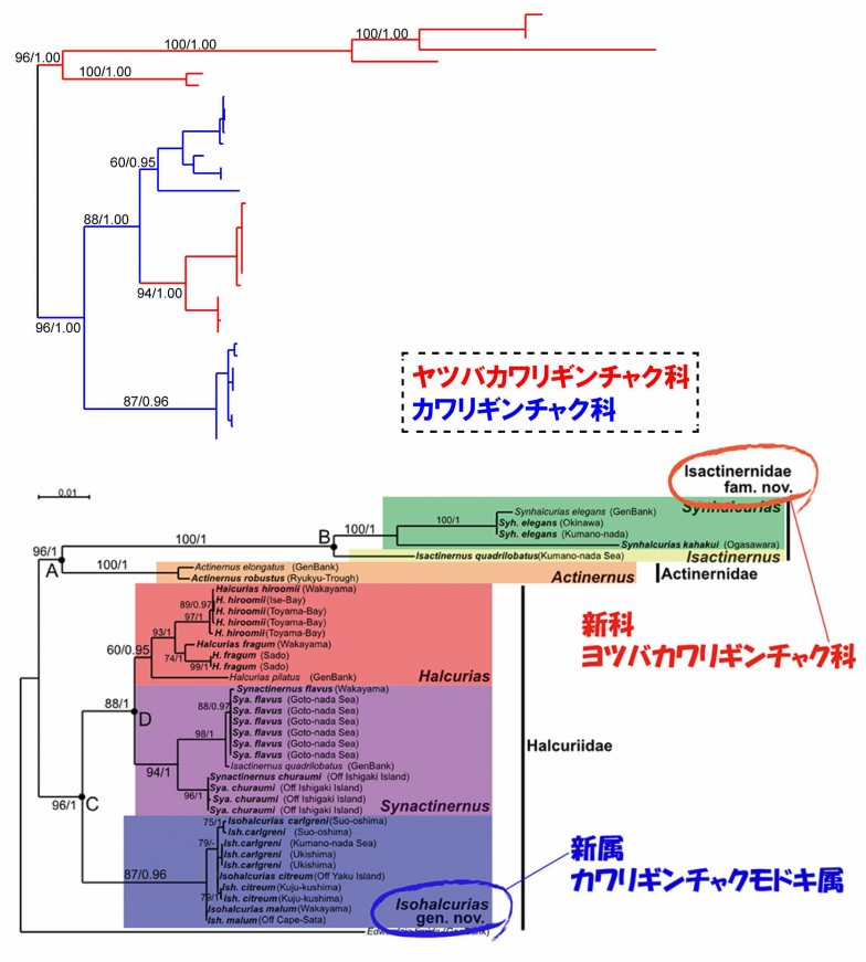 複雑な系統樹を整理（Izumi et al. 2023を改作）