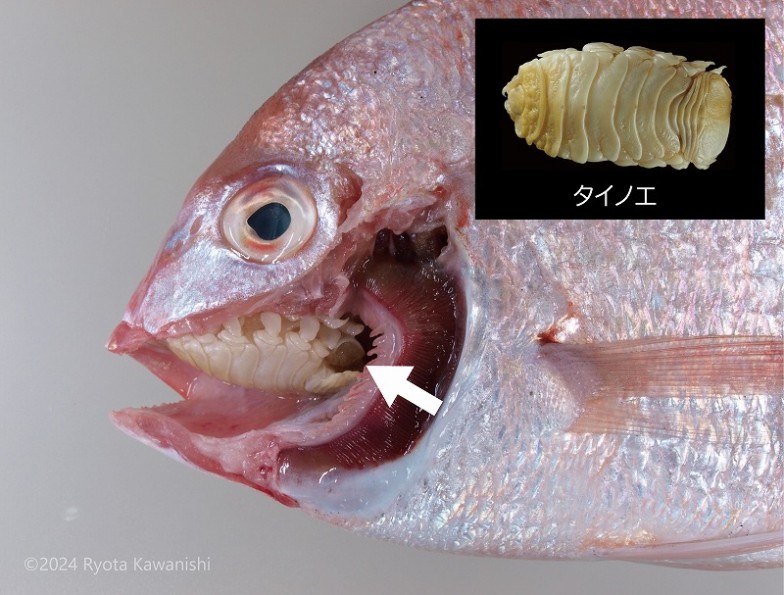 マダイやチダイの口腔に寄生するタイノエ（観察しやすいようにエラ蓋などを除去）。口腔寄生タイプのウオノエ類のほとんどは魚の舌側に寄生するが、タイノエは口蓋にさかさまに寄生する