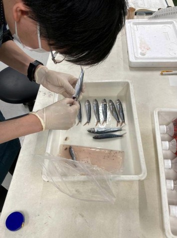 北海道大学総合博物館水産科学館にて採集した魚からウオノエを慎重に採りだす川西先生