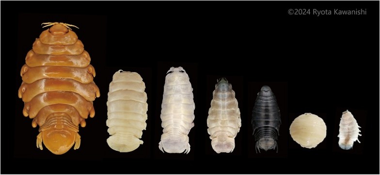 いろいろなウオノエ類。左から、ホラアナゴノエ（茶色いのは液浸標本のため）、フグノエ、シマアジノエ、トビウオノエ、ウオノコバン、マンマルウオノエ、トビウオヤドリムシ