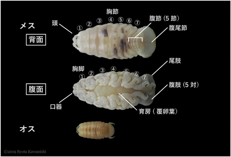 ウオノエ科の基本的な体の構造。写真はソコウオノエのメスとオス