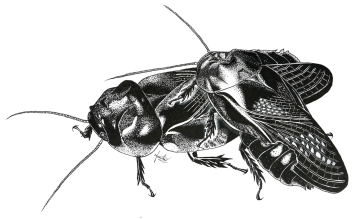 リュウキュウクチキゴキブリが翅の食い合いをする様子を描いた点描画