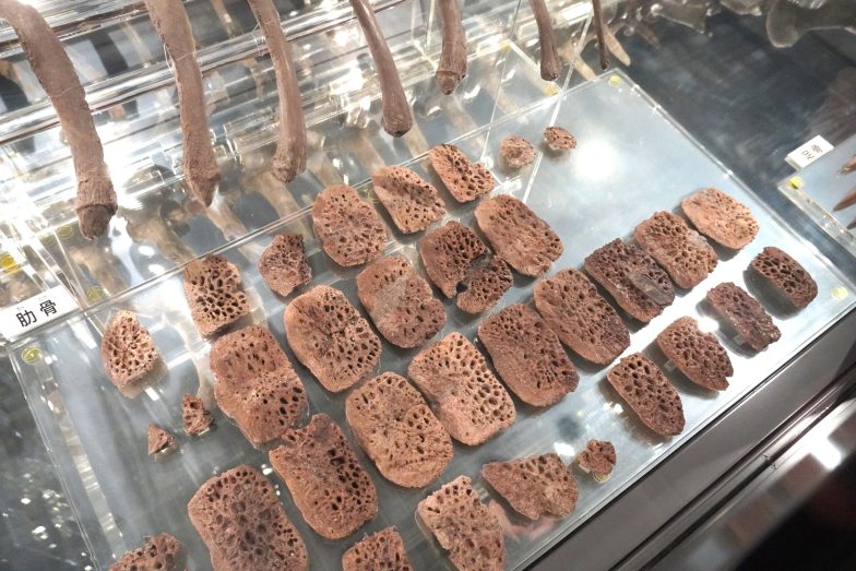 展示されている鱗板骨の化石