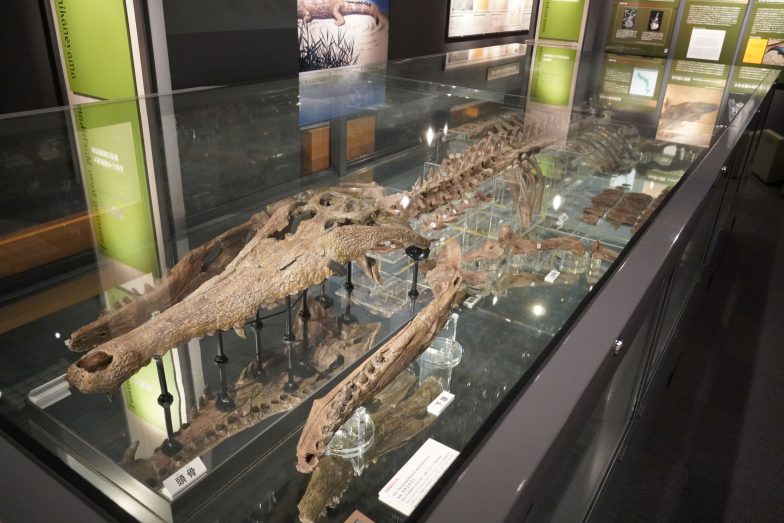 博物館に提示されているマチカネワニ化石