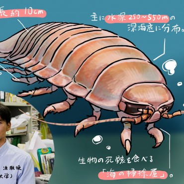 珍獣図鑑（1）：もっと知りたくなる。オオグソクムシの形と仕草と心に