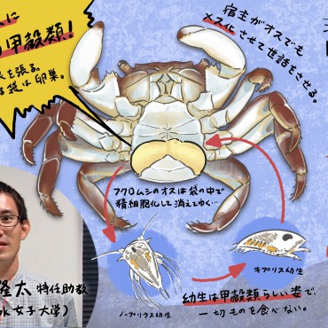 素人　牝 珍獣図鑑（7）：成体≒卵巣？ 甲殻類に寄生しメス化させちゃう甲殻類、フクロムシの美学 | ほとんど0円大学