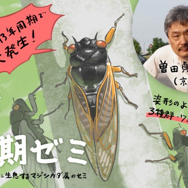 珍獣図鑑（11）：17年に一度の大発生！ 周期ゼミの遺伝子に仕掛けられ
