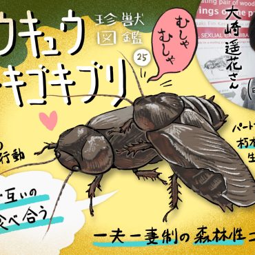 珍獣図鑑（25）え、交尾相手の翅を食べちゃうの！？思わず二度聞きしてしまう、リュウキュウクチキゴキブリの不思議な生態 | ほとんど0円大学